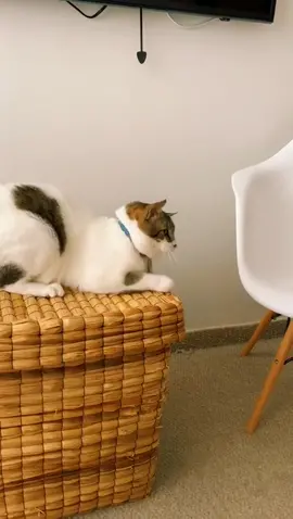 Queee paradon de Oblak, digo Pistacho!!!!! ⚽️⚽️ #catlover #tiktokcats #cats #tiktok #foryou #oblak #cuarentena