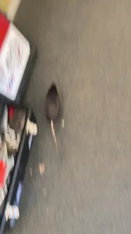 My pet rat running around the house :) getting some  exercise #fyp #foryou #foryourpage ￼