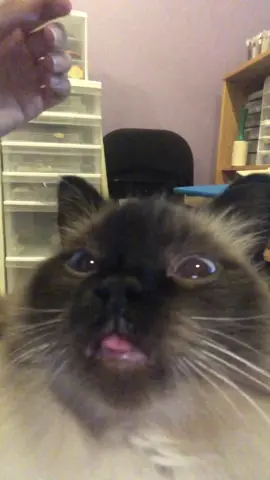 I can’t with her face she made at the camera #catsoftiktok #cat #cats #meow #cute #adorable #fyp #viral #viralvideo #NotOneThing #cool