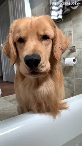 Bare butt Linda stole my tub 🛁 #foryoupage #foryourpage #foryou #fyp #dogsoftiktok