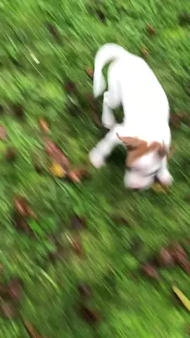 He was so tiny 😭😢❤️ #fyp #pitbull #pitbulls #pitbullsoftiktok