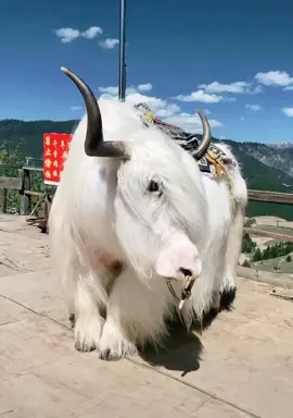 #Yak Tibetan Yak 😊