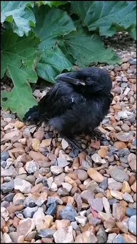 Please Help us help this bird #birdrescue #bird #crow #animalrescue #whatdowedo #fyp #foryoupage #babybird #babycrow