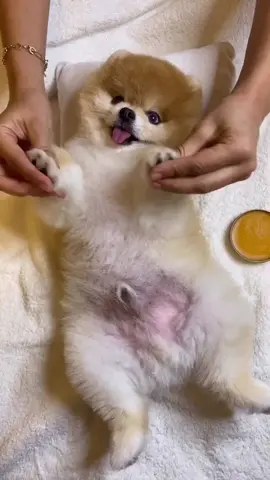 Self care 😊 #petroutine #pomeranian #dog #petlife #SelfCare