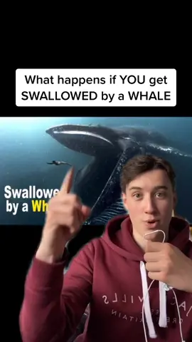 What happens if YOU get SWALLOWED by a WHALE 😱 #fyp #smart #gasp #facts #whale #survival