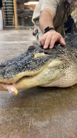 American Alligators are epic￼ 😳🐊 check out (DARTH GATOR) #LearnOnTikTok #Alligator #tiktokpartner