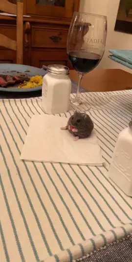Asher just chilling at the dinner table #quarantine #NotOneThing #BestFriendDay #fyp #cute #hamster #viral #animal #funny #petroutine