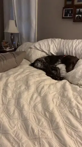 #sleep #babydog #NotOneThing #fyp #foryoupage #BestFriendDay #peaceful #dogsoftiktok #gsp