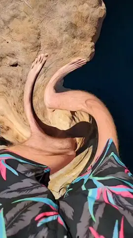 Do NOT copy link and read it 🤮