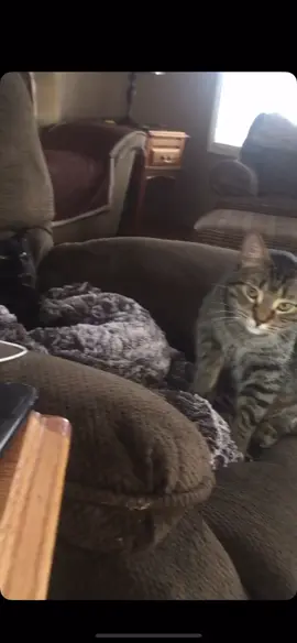 When you have no friends and the cats you live with treat you like you’re invisible and want nothing to do with you 🥺😢