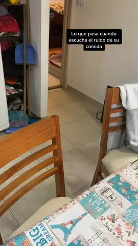 Sonido favorito 😺#cat #catlover #food