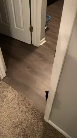 We like to spook each other and I got her good tonight. She’s good, I promise! She loves getting spooked 😂😂 #catsoftiktok #cat #scardycat #humor