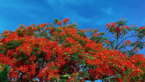 Nắng đầu mùa bao giờ cũng đẹp. Trái đầu mùa bao giờ cũng say. Mối tình đầu bao giờ cũng vậy. Lắm ngọt ngào nhưng cũng lắm đắng cay.