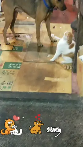 夜夜愛貓咪❤#貓咪不喜歡夜夜😅#夜夜好失望。。。🐶跑了😹