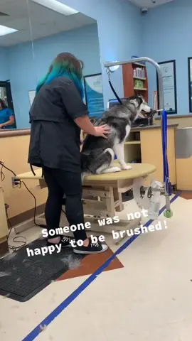 Someone was very unhappy today! #groomer #huskies