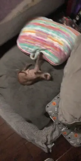 He’s a real weirdo sometimes #dog #chihuahua #rescuedog #hairless #hairlesschihuahua #crazy #playtime #fun #seniordog