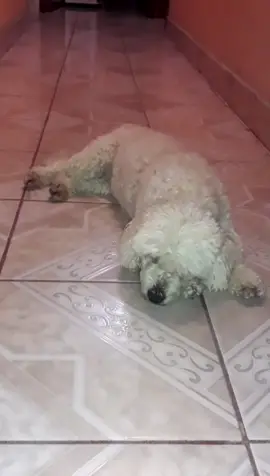 #tiktok  #cuarentena  #miranomas
