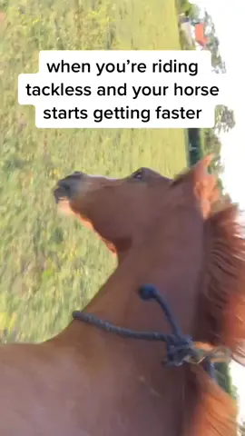 gotta love the feeling of having no control of a 500lbs animal at 30mph😌 #horse #horses #horsesoftiktok #tackless #tacklessriding #barebackriding#fyp