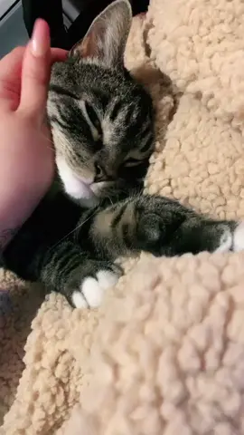 FUN FACTS ABOUT THE GOOB. 💖🐱 #catsoftiktok #catmom #catlover #cat #catfacts #fyp #foryoupage