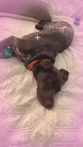 #fyp #gsppuppy #foryoupage #bestfriend