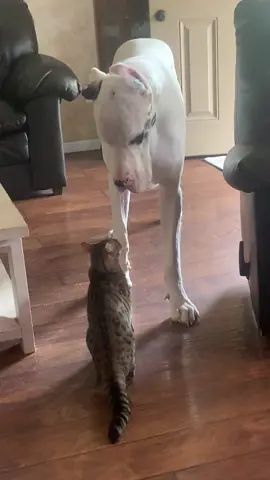5lb cat vs. 200lb Great Dane #greatdane #bigdog#bengalcat #fight#foryoupage #foryou#yourpagetiktok #petlover #cat