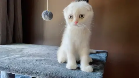 #0324MYTest #KeepingItCute #fypシ #scottishfoldcats #tiktokpet #cat #tiktokkitty #tiktokcats #kitten #cuteness #catsoftiktok #pet #kittensoftiktok #1