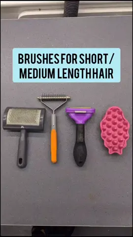 Short/Medium Length Dog Brushes #doggrooming#doggroomer#dogbrush#dogbrushing#dogcare#KeepingItCute#fyp#foryoupage