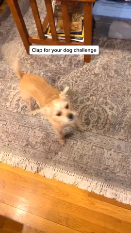 The only challenge I’ve ever adored #dogsoftiktok #clapfordog #dogchallenge #foryoupage #cutevideos