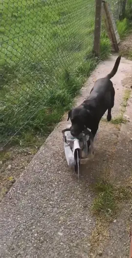 Today’s little helper 🐶  #dogsoftiktok #foryou #uk #construction #viral #tiktok #dog