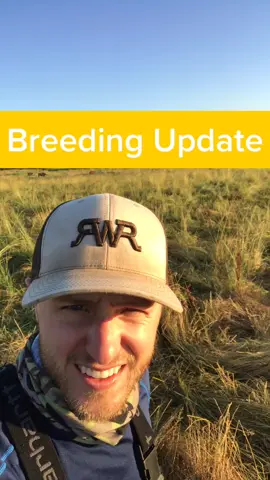 Bred cows are more valuable. #cows #business #breeding #farmlife #bulls #spit #lol #batting #cleanup