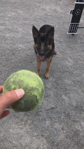 Who else’s dogs can relate? #WorkoutPlan #raleighnc #germanshepherd #germanshepherdpuppy #germanshepherdpuppy #tennisball #fetch