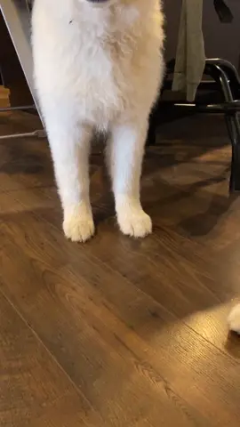 Incoming..! ##puppycheck #meetmypet #xyzbca #dogsoftiktok