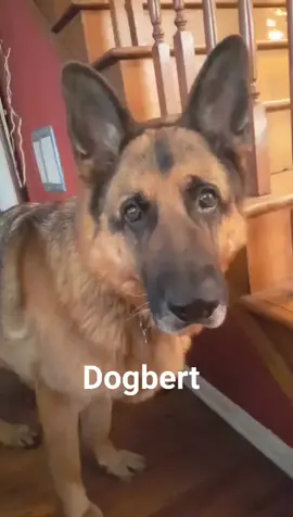 Dogbert memories #GermanShepherd