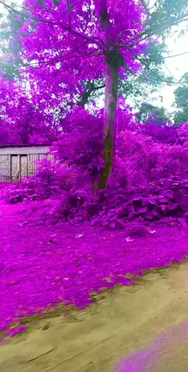purplevalyy #foru #redvelvetkacakelage #virl @tiktok_india