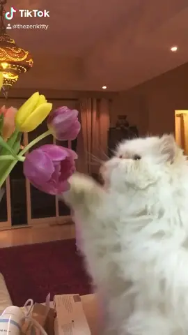 #imabearaverchallenge #yultron #catsoftiktok