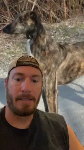 today’s #dogsareawesome let’s talk about the #Americanstaghound #🐕 #❤️ #dogsoftiktok #dog #dogs #WorkoutPlan #🐶 #animal #lovedogs