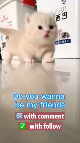 Do you wanna take me home? Comment！#fyp #kitty #cats #foryoupage #cutebeuty #cute #petlover #pet #joy #foryourpage