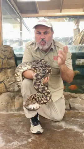 Who wants to see some more animals from Madagascar? #LearnOnTikTok #tiktokpartner #snakesoftiktok