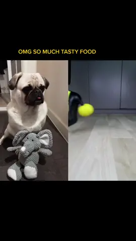 #duet with @top5experiment  What do u think to Eddie's Reaction.. lol hes a character #reaction  #duett  #pet