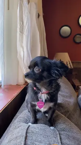 Cheezit Puddin 🥺❤️ #foryou #foryourpage #feature #featureme #pets #dogs #tiktok #HomeDecor