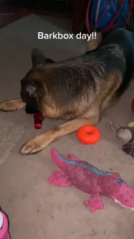 The most exciting day for the dogs! BarkBox Day!  #gsd #gsdoftiktok #gsdlove #barkbox #gsdmom #dogmom #doggy #darkwinggsd