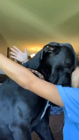 tried that challenge thingy where u hug ur dog #greatdane #dog #weirdhorsething