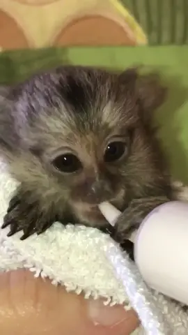 🐒 🍼 #babymarmoset #babymonkey #feedingmonkey #animals #fingermonkey #marmosetmonkey #marmoset #animalsoftiktok #tiktokanimal #foryou