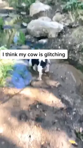 mom I accidentally adopted a pigcow #greenscreen ￼#puppy #dogs #fyp