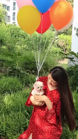 They said you cannt ❤️❤️❤️❤️#cute #dog #pet #fpy #fly