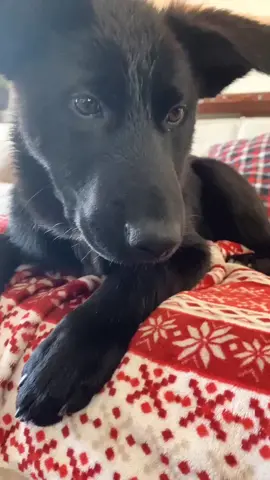 #stuffedanimals #dogbite #vicious #hahahaha