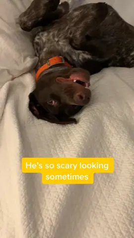 #physco #fyp #foryoupage #follow #gsp #germanshorthairedpointer