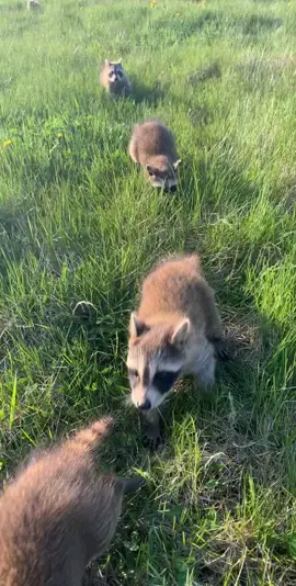 #raccoon #raccoonlife #kits #babies #raccoonsoftiktok #rehabilitation #raccoonrescue #raccoonbabies #nature