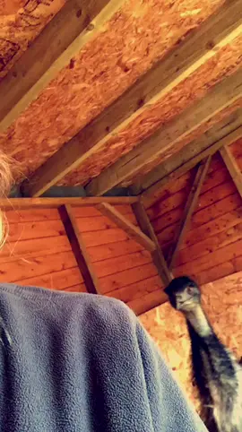 Never experienced something so scary #dear #bird #emu #zoo #zookeeper #fyp #foryoupage #scary