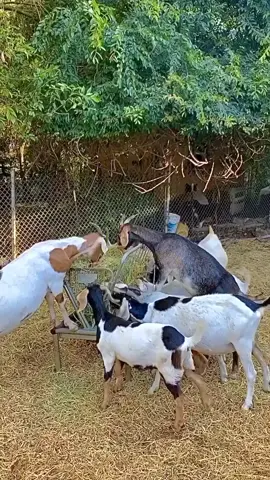 im the real goat #goat #fyp #farmlife #animals #wildlife